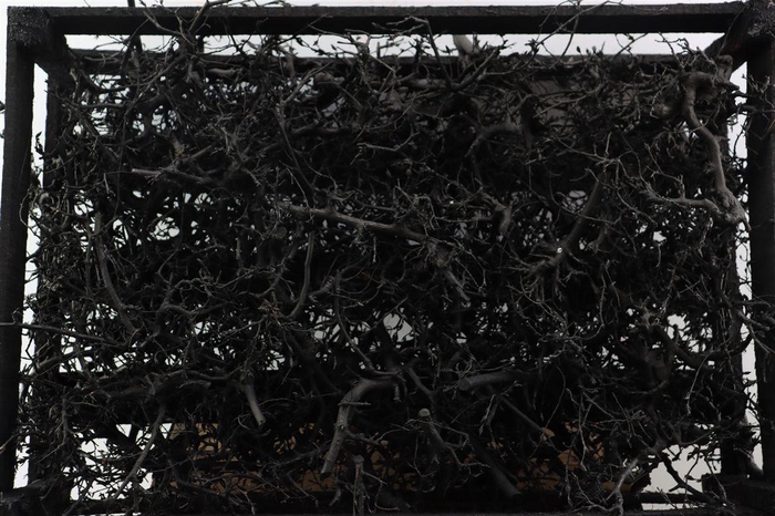 <h4>Bonsai Wood Black P Crate</h4>