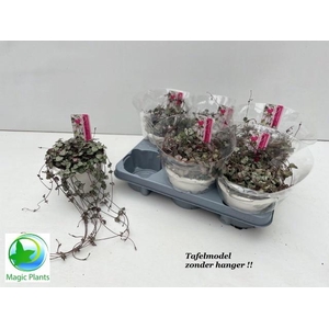 CEROPEGIA WOODII SUP