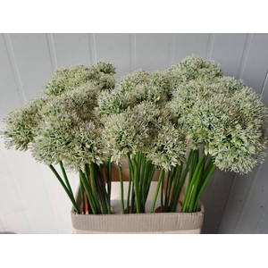 ALLIUM MOUNT EVEREST