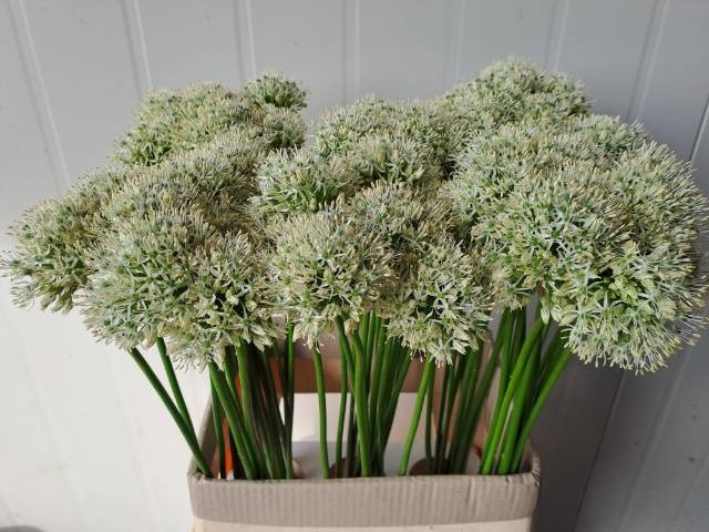 <h4>ALLIUM MOUNT EVEREST</h4>