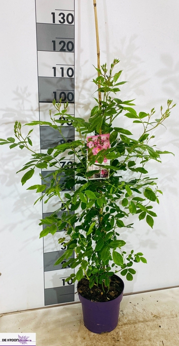 <h4>ROSA OV</h4>