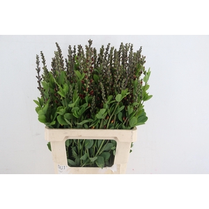 BAPTISIA AUSTRALIS BROWN/YELLOW 065CM
