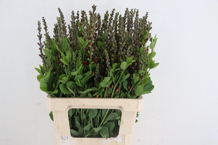 <h4>BAPTISIA AUSTRALIS BROWN/YELLOW 065CM</h4>