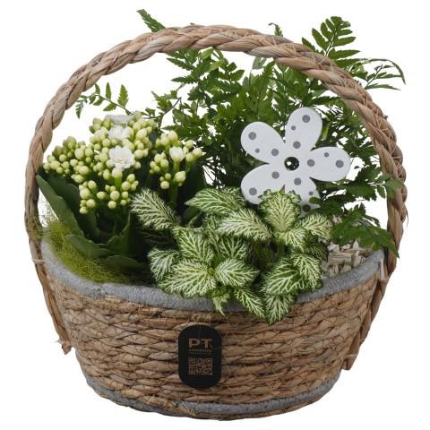<h4>PTIB5250 Arrangement Indoor in rieten hengselmand</h4>