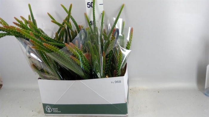 <h4>Cactus   ...</h4>