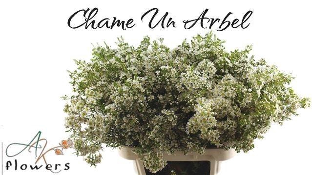 <h4>Chame Un Arbel</h4>