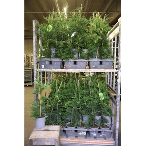 arr8 Cupres Leylandii