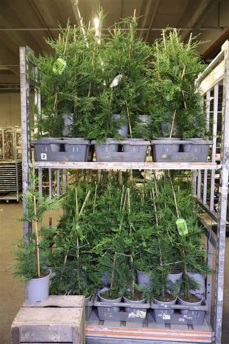 <h4>arr8 Cupres Leylandii</h4>