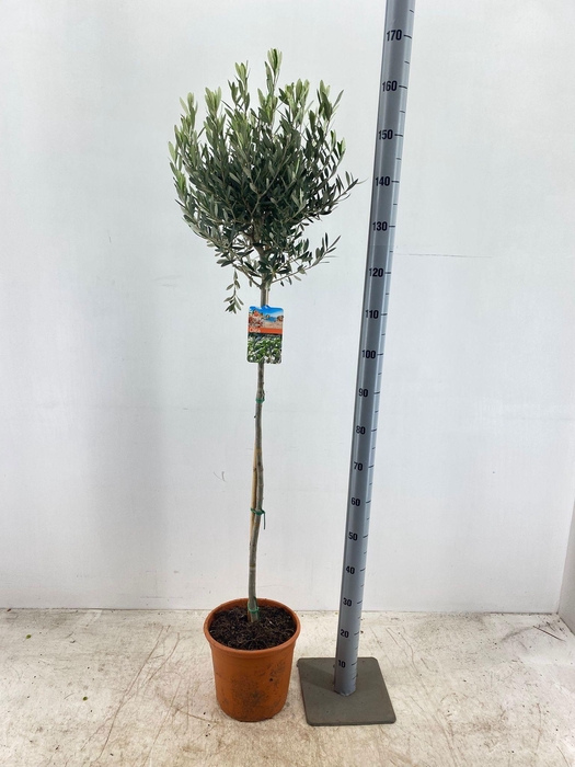 <h4>OLEA EUROPAEA</h4>