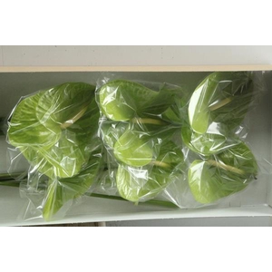 Anth A Midori Imp X 16