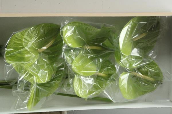<h4>Anth A Midori Imp X 20</h4>