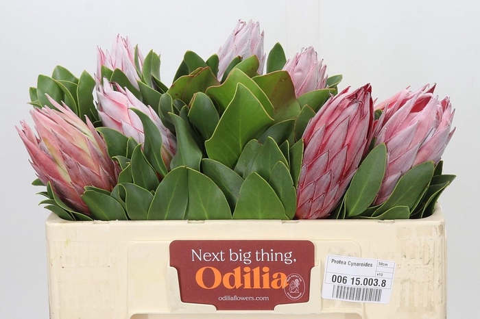 <h4>PROTEA CYNAROIDES</h4>