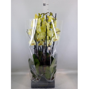 Phalaenopsis  'Golden Coin'