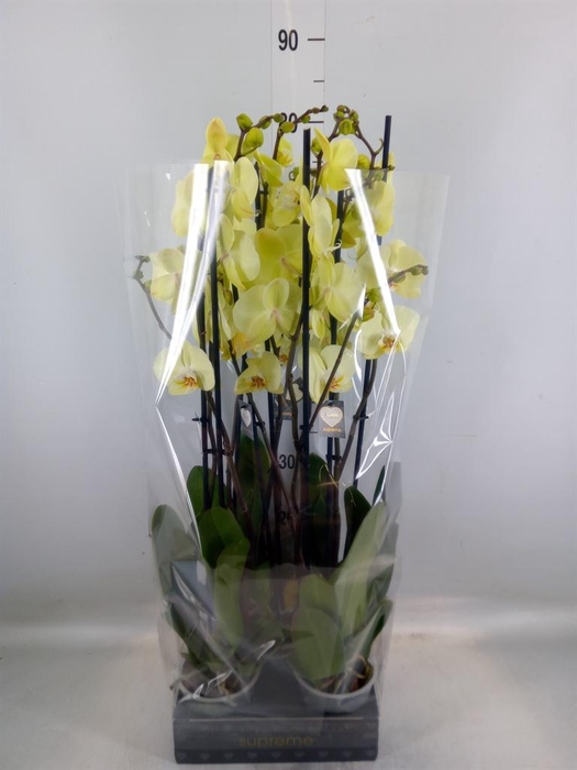 <h4>Phalaenopsis  'Golden Coin'</h4>