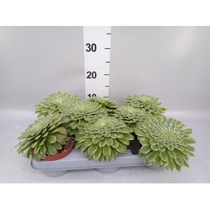 Aeonium tabuliforme