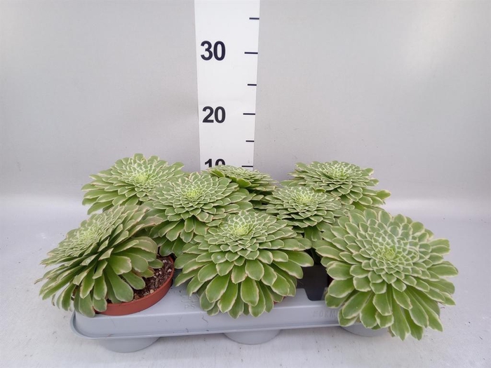 <h4>Aeonium tabuliforme</h4>