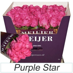 R Gr Purple Star 70 cm