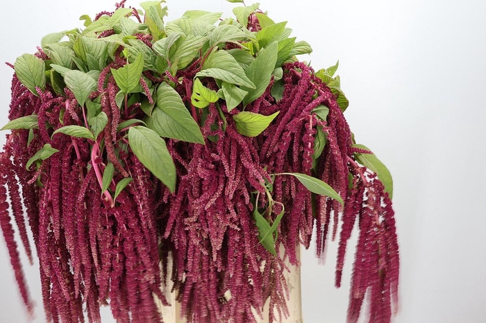 <h4>Amaranthus caudatus 'Love Lies Bleeding'</h4>