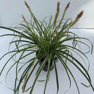 Carex Feather Falls