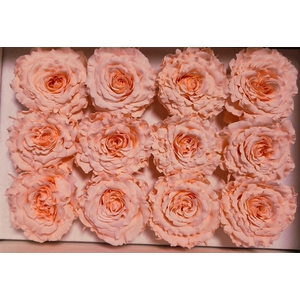 Ro Pres Rom Mini Pink Soft