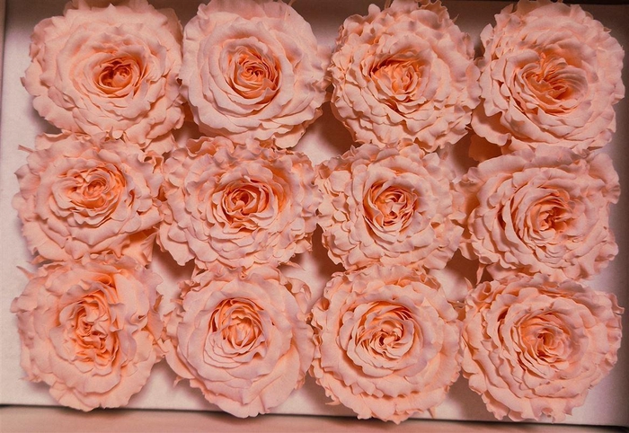 <h4>Ro Pres Rom Mini Pink Soft</h4>