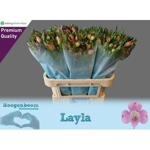 ALSTR LAYLA