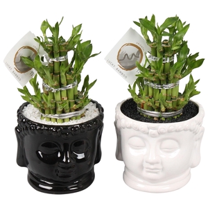Lucky Bamboo Round 3Big in ø15cm Buddha head pot Black/White