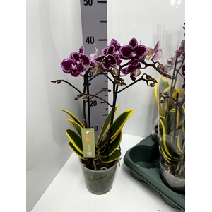 Phalaenopsis MF Hornglin Vicky 12Ø 50cm 2st 18fl