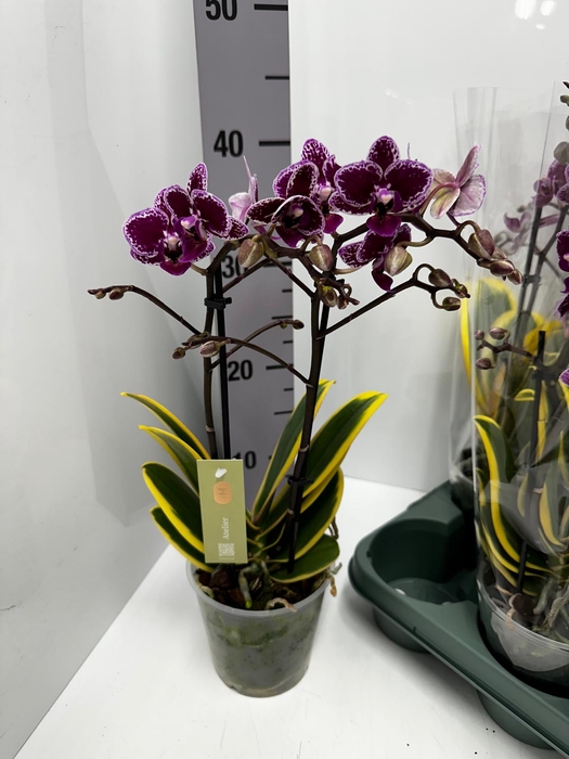 Phalaenopsis MF Hornglin Vicky 12Ø 50cm 2st 18fl