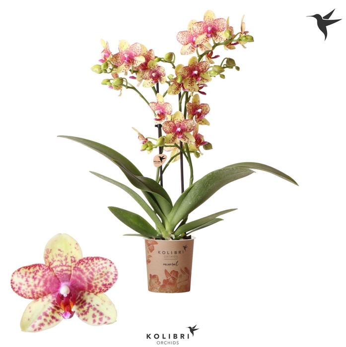 <h4>Kolibri Orchids Phalaenopsis Grosetto 2 spike</h4>