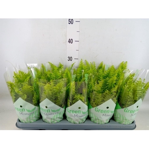 Nephrolepis exal. 'Green Moment'