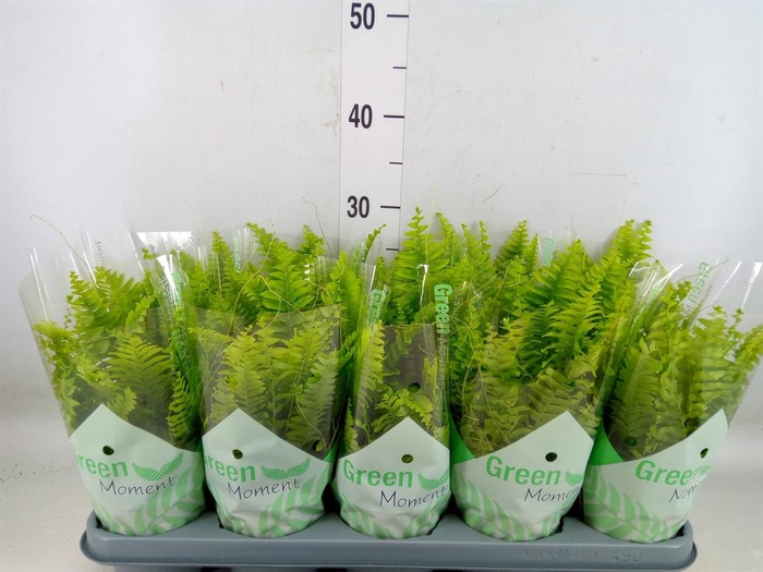 <h4>Nephrolepis exal. 'Green Moment'</h4>
