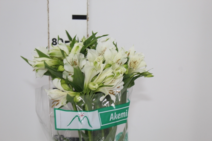 <h4>ALSTROEMERIA AKEMI 080 CM</h4>