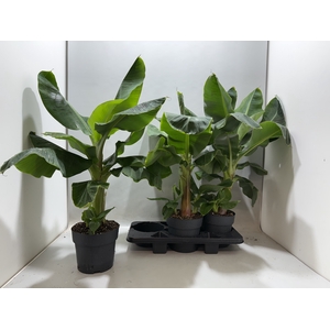MUSA DWARF CAVENDISH