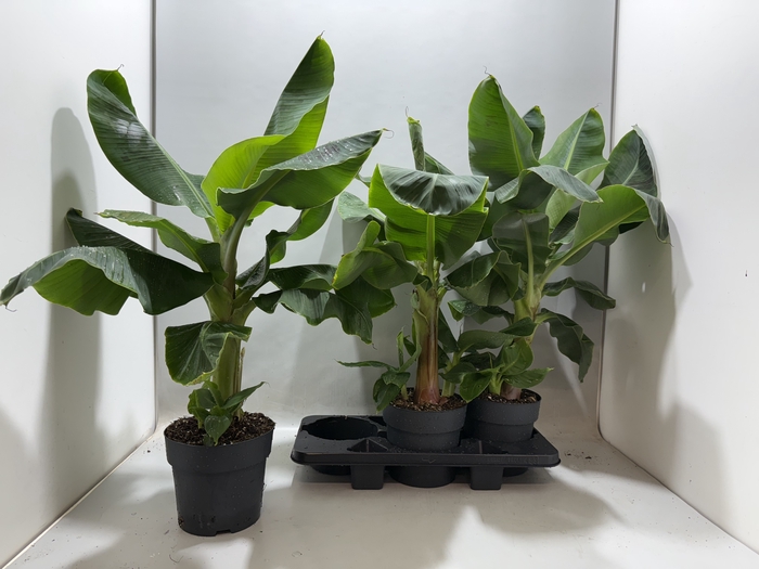 <h4>MUSA DWARF CAVENDISH</h4>