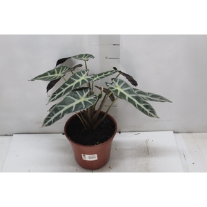 ALOCASIA PICOLLINI P17