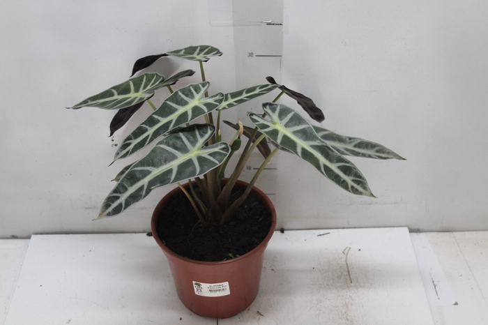 <h4>ALOCASIA PICOLLINI P17</h4>