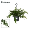 Polypodium vulgare