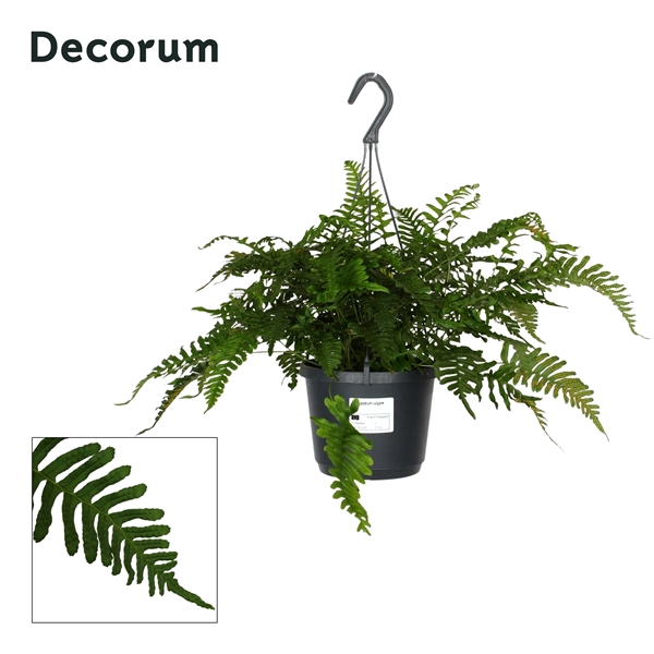 <h4>Polypodium vulgare</h4>