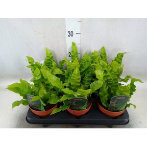 Asplenium nidus 'Crispy Wave'