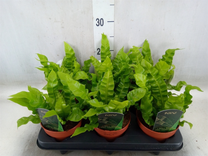 <h4>Asplenium nidus 'Crispy Wave'</h4>