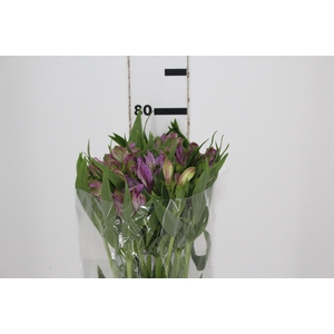 ALSTROEMERIA PLATINA 080 CM