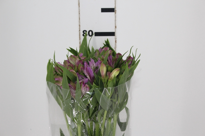 <h4>ALSTROEMERIA PLATINA 080 CM</h4>
