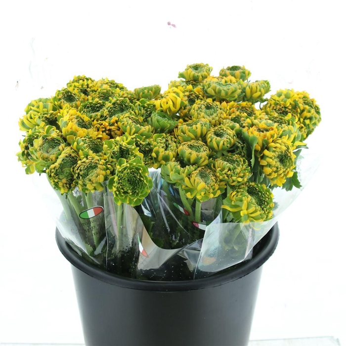 <h4>Ran Ponpon Merlino Orange</h4>