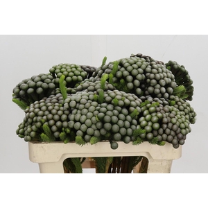 Kaaps Groen Albiflora