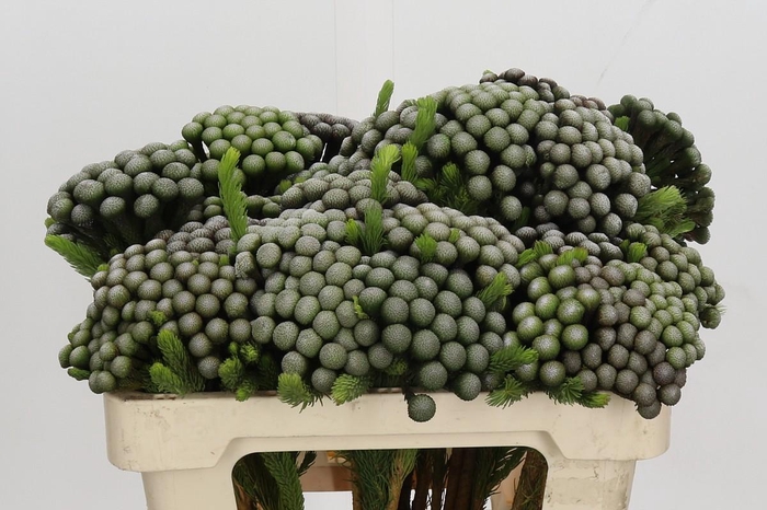 <h4>Kaaps Groen Albiflora</h4>