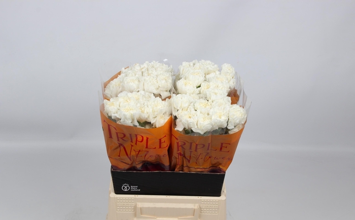 <h4>DI ST ANTARCTICA</h4>