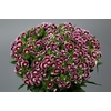 Dianthus Br Am King