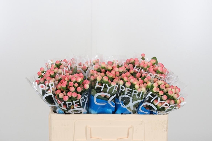 <h4>Hyp Coco Tiamo</h4>