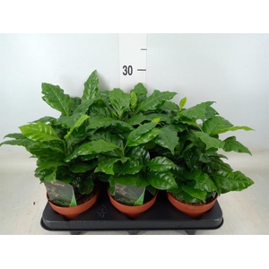 Coffea arabica
